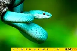 مار زیبا اما زهرآگین / عکس