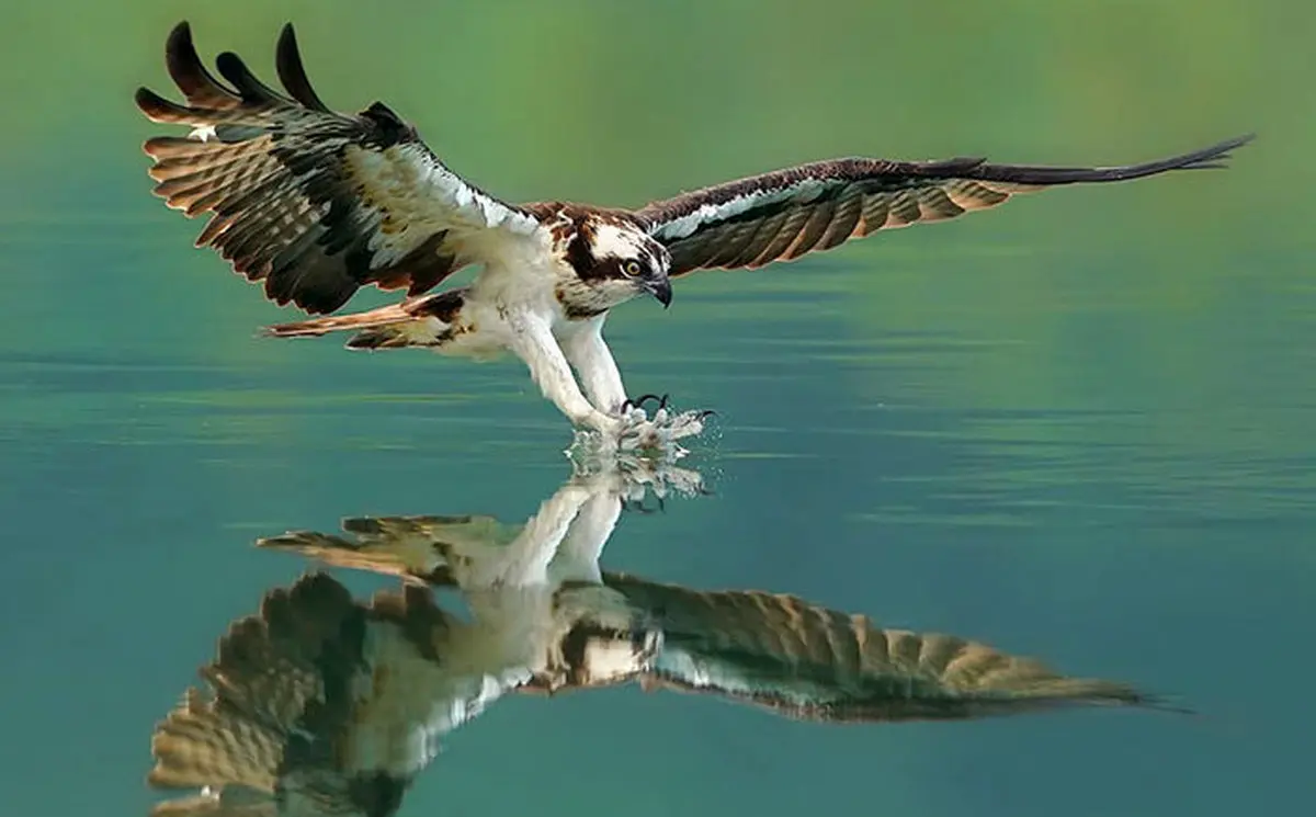 تصاویر / لحظه لحظه شکار عقاب ماهیگیر