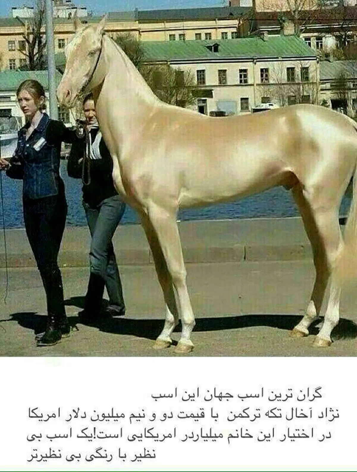 گرانترین اسب دنیا/عکس