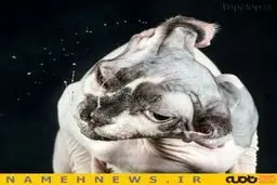 عکاسی از عطسه گربه ها!+تصاویر