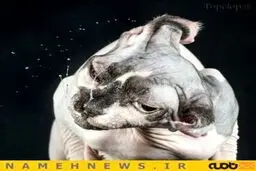 عکاسی از عطسه گربه ها!+تصاویر