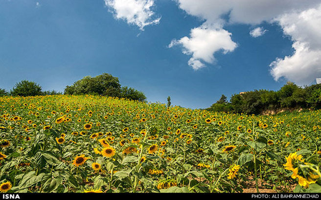 مزارع آفتابگردان گلستان