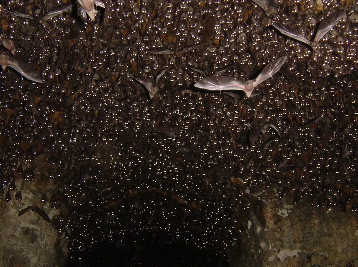 ترسناکترین چیزی که در یک غار میتوان دید!!!