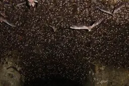 ترسناکترین چیزی که در یک غار میتوان دید!!!