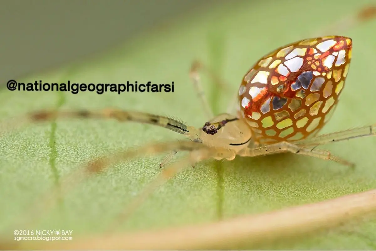 تصویری زیبا و شگفت انگیز از عنکبوت آینه ای