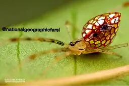 تصویری زیبا و شگفت انگیز از عنکبوت آینه ای