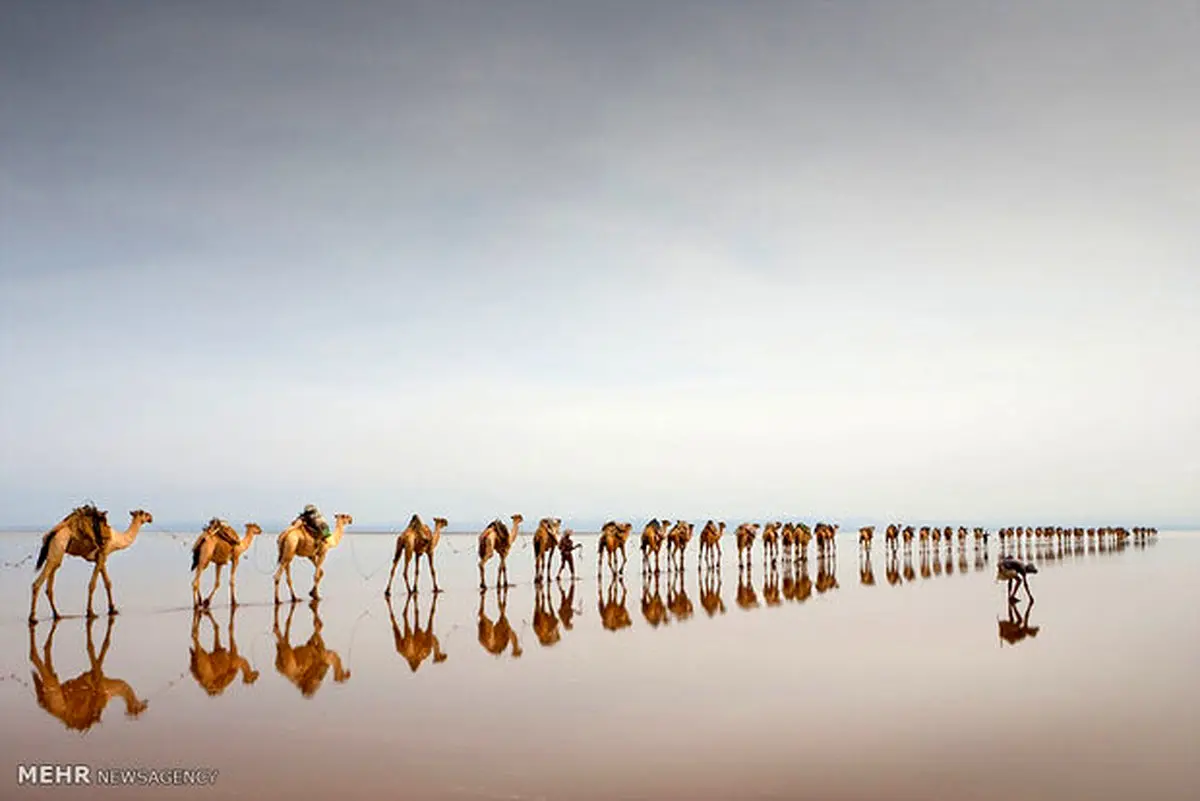 تصاویر برگزیده گاردین از مسابقه سی ینا