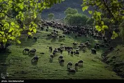 عکس/ عبور گله عشایر ترکاشوند و یارام طاقلو از لرستان