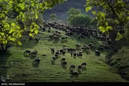 عکس/ عبور گله عشایر ترکاشوند و یارام طاقلو از لرستان