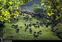 عکس/ عبور گله عشایر ترکاشوند و یارام طاقلو از لرستان