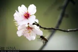 شکوفه درختان در شیراز (عکس)