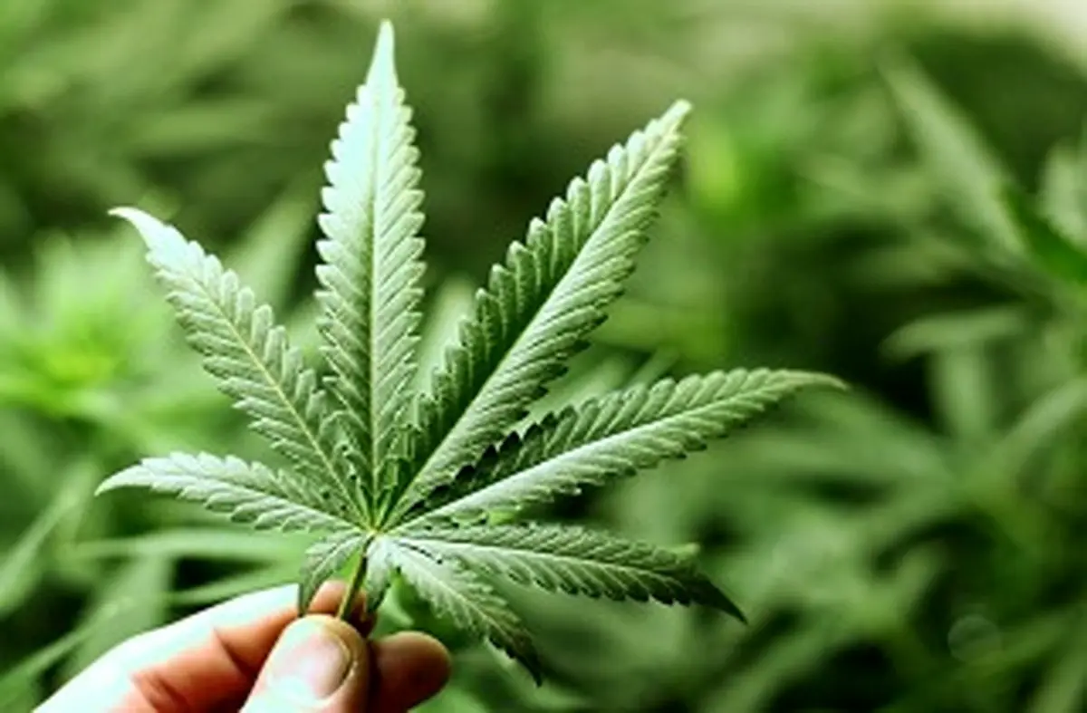 شیوع نوعی اختلال عجیب ناشی از مصرف زیاد ماری‌جوانا در آمریکا