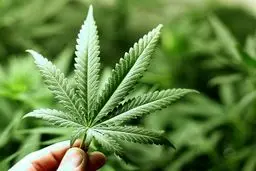 شیوع نوعی اختلال عجیب ناشی از مصرف زیاد ماری‌جوانا در آمریکا