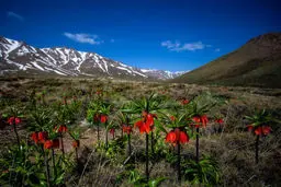 تصاویر/ دشت لاله های واژگون خوانسار