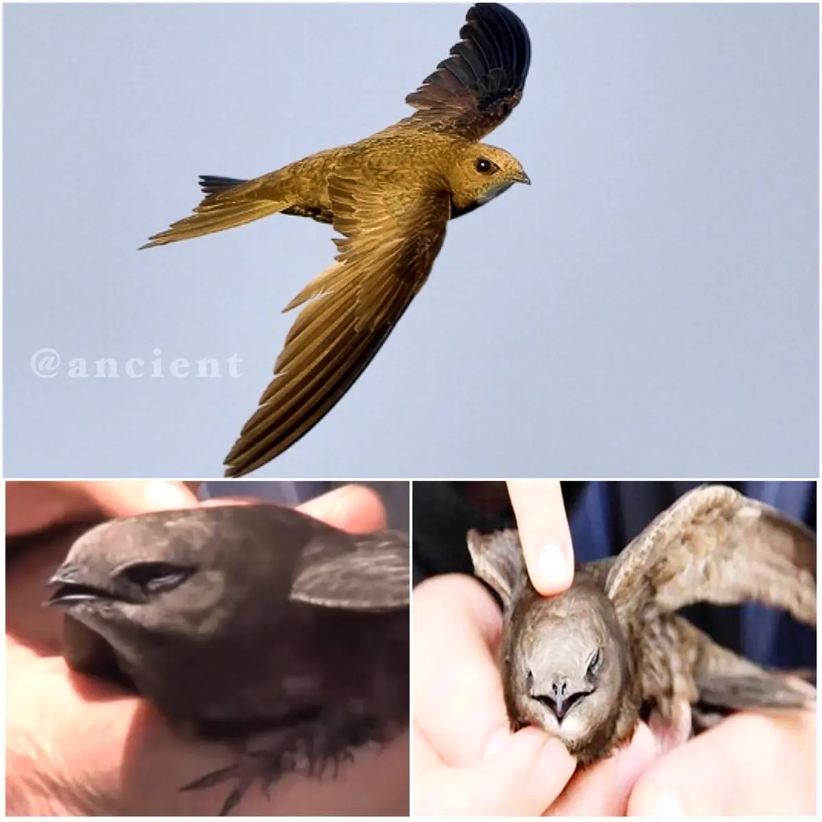 تصویری ازپرنده كمتر ديده شده ابابيل