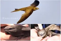 تصویری ازپرنده كمتر ديده شده ابابيل