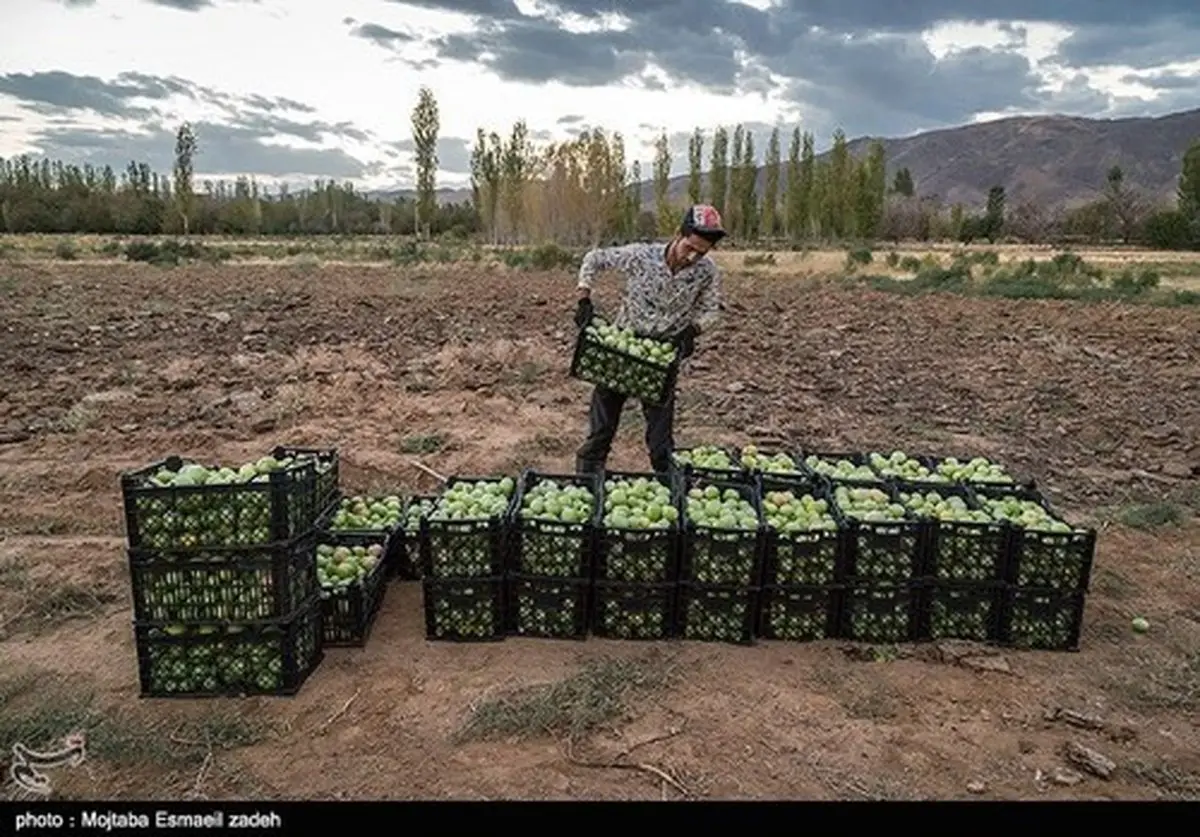 برداشت گوجه فرنگی /تصاویر
