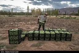 برداشت گوجه فرنگی /تصاویر