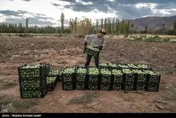برداشت گوجه فرنگی /تصاویر