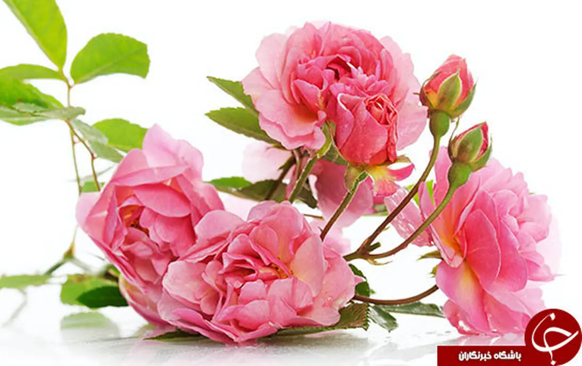 نوشیدنی گیاهی پرخاصیت برای روزهای سرد سال