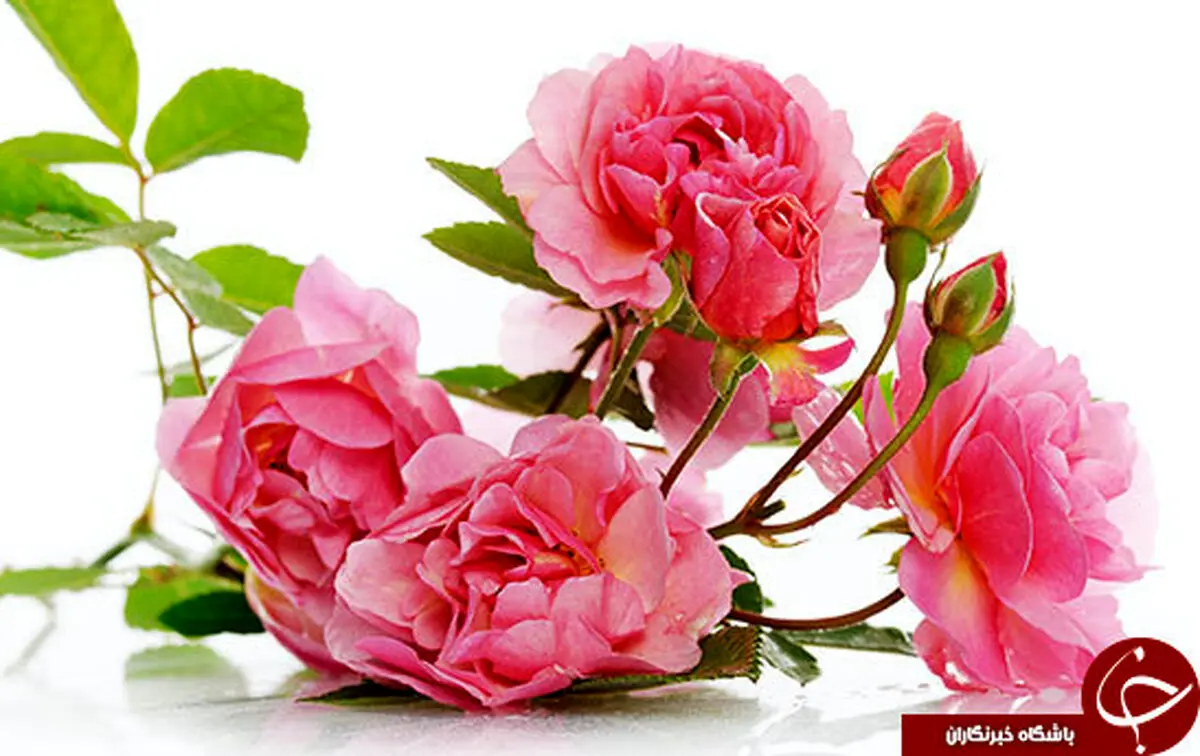 نوشیدنی گیاهی پرخاصیت برای روزهای سرد سال