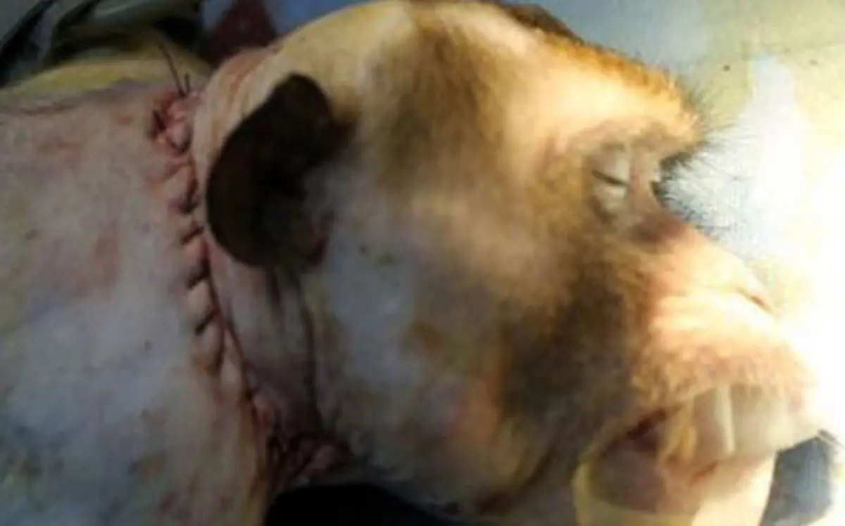 عکس/ جراحی جنجالی روی یک میمون