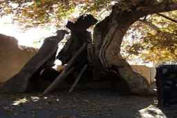 کهنسال‌ترین جاندار کره زمین (+عکس)