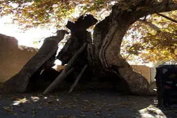 کهنسال‌ترین جاندار کره زمین (+عکس)