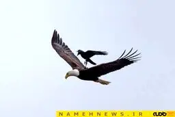 کلاغی که عقاب سواری را تجربه کرد!+تصاویر