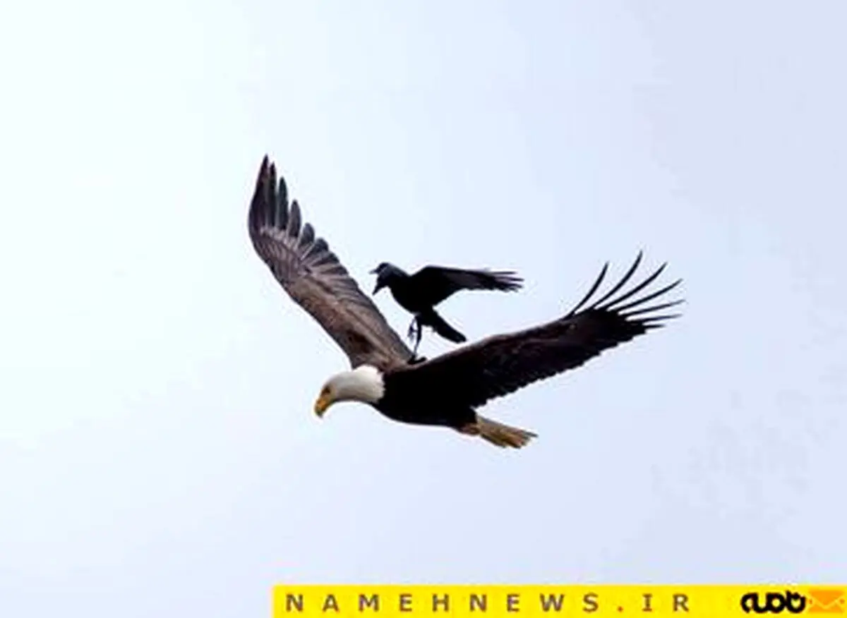 کلاغی که عقاب سواری را تجربه کرد!+تصاویر