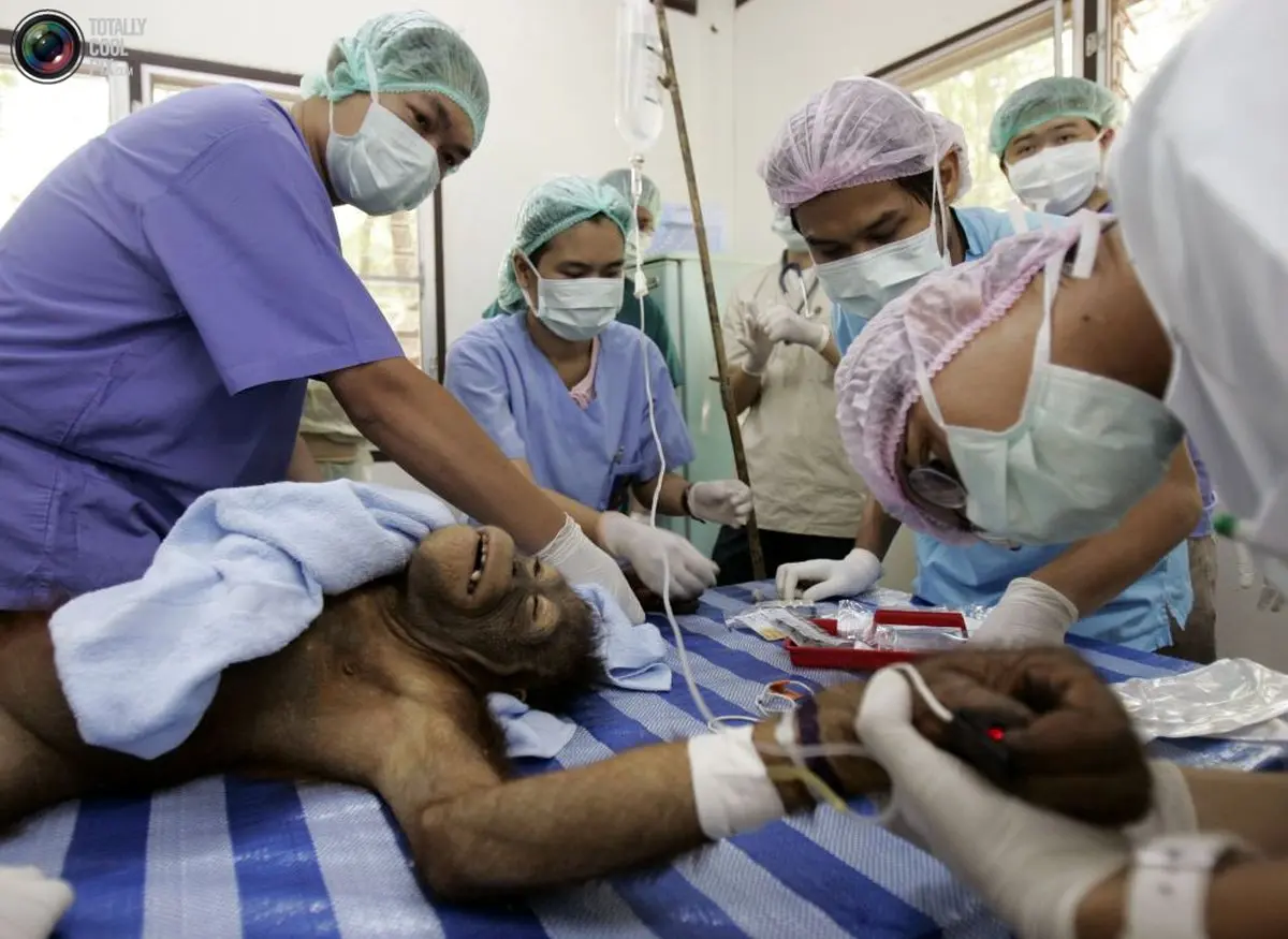 عکس/تست DNA از آقای میمون