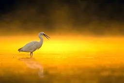 پرنده سحرخیز در عکس روز نشنال جئوگرافیک