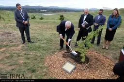 درختکاری ظریف در استرالیا/عکس