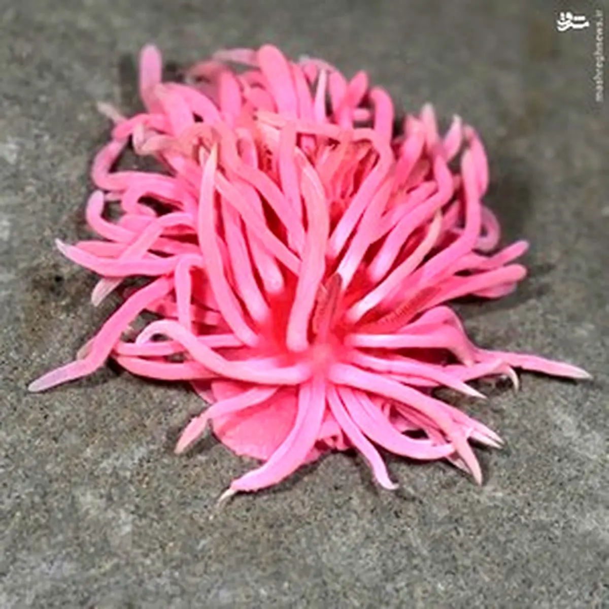 عکس/ عجیب ترین موجودات زمینی