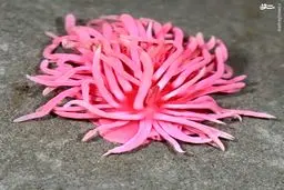 عکس/ عجیب ترین موجودات زمینی