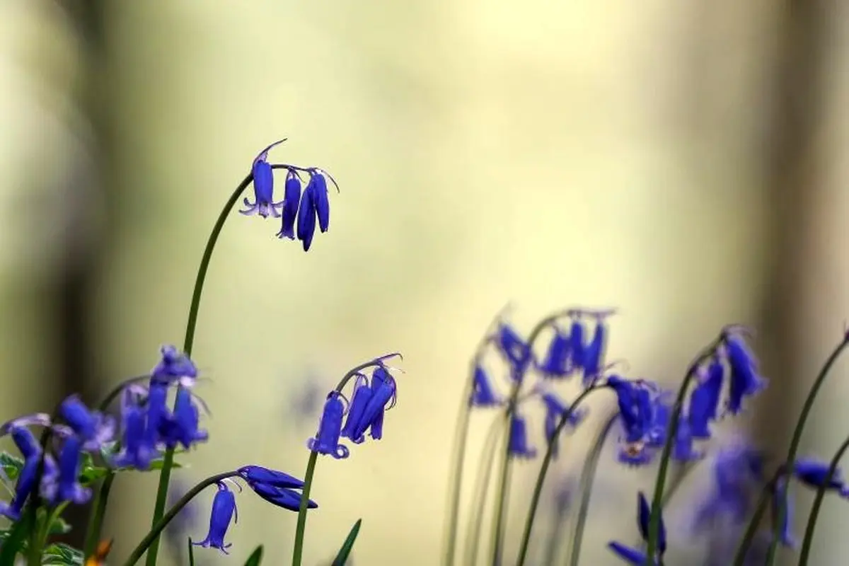 تصاویر رویایی از جنگل آبی بلژیک