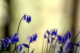 تصاویر رویایی از جنگل آبی بلژیک