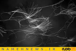 عکس جالب و دیده نشده از زیبایی تارعنکبوت