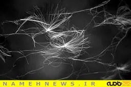 عکس جالب و دیده نشده از زیبایی تارعنکبوت