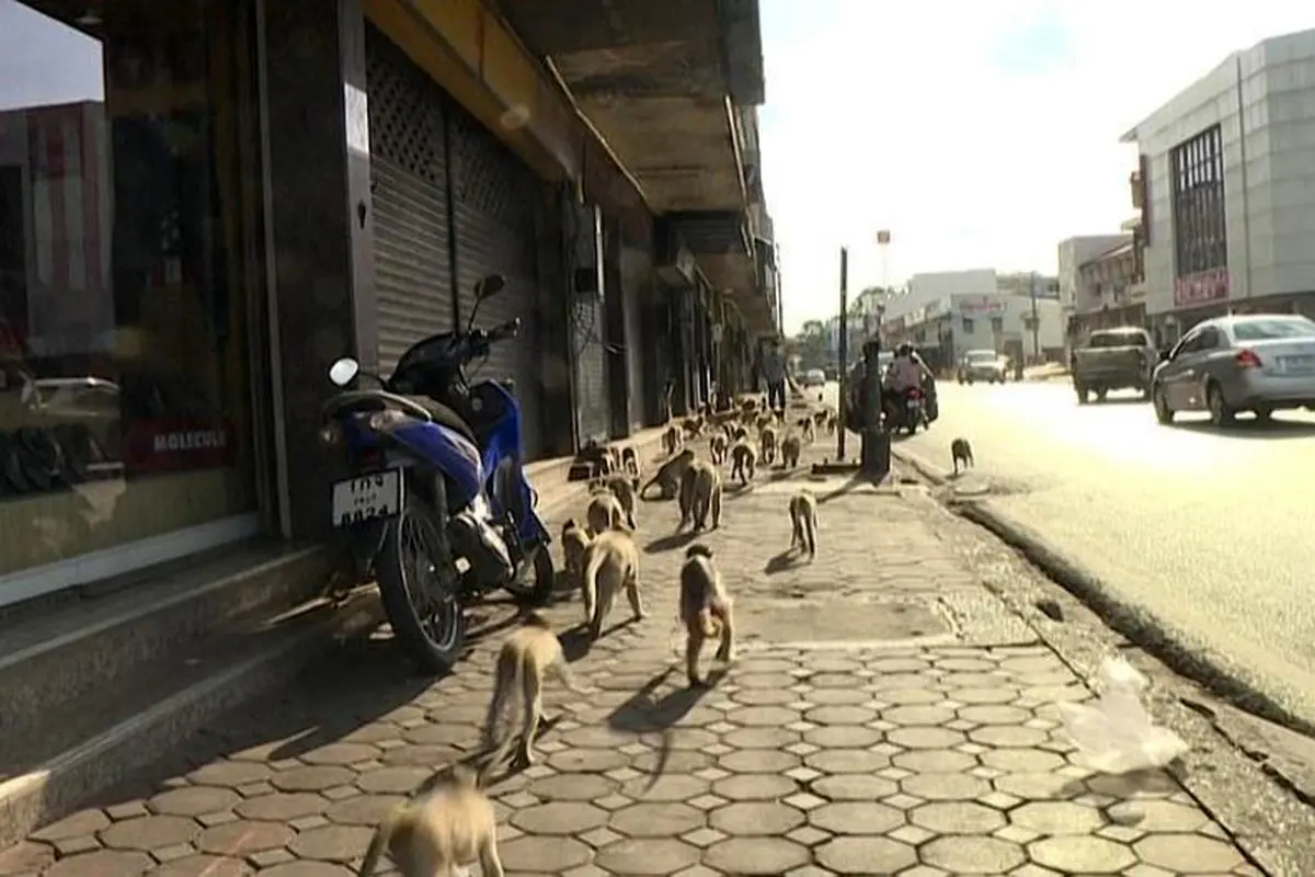 پیاده روهایی پر از میمون! + عکس