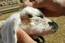 تولد بره 3 چشم در هیرمند /عکس