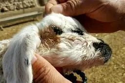 تولد بره 3 چشم در هیرمند /عکس