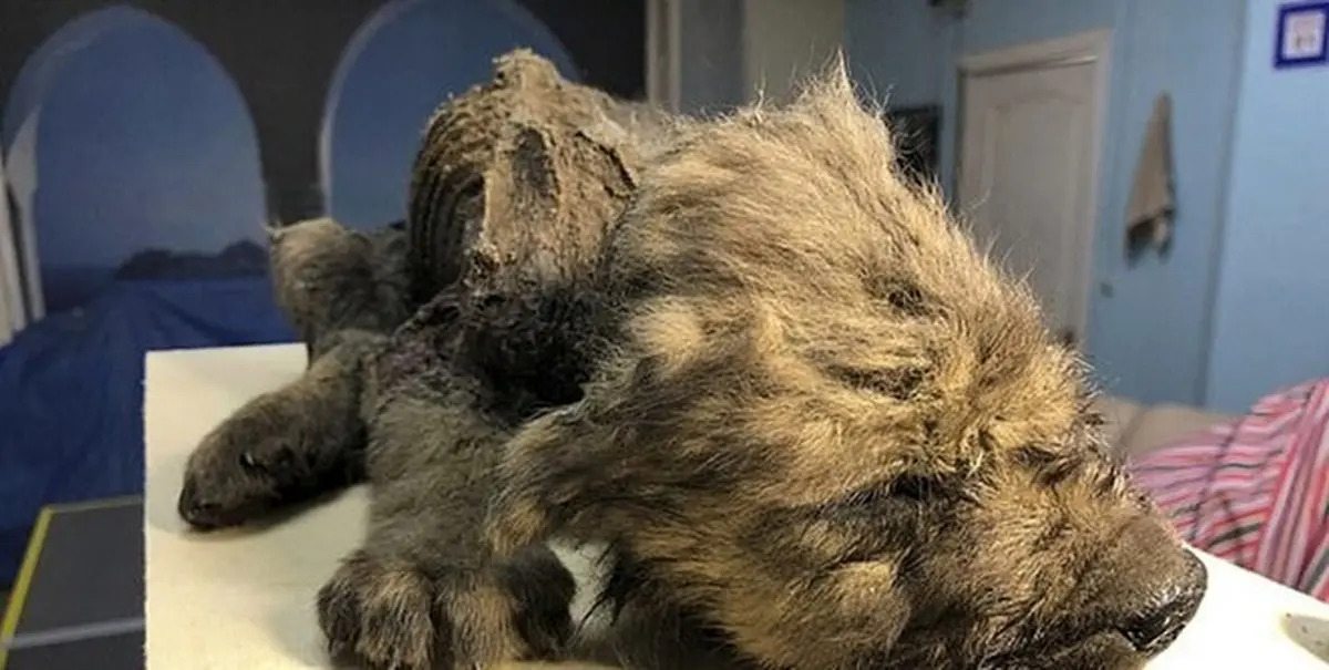 جسد ۱۸ هزار ساله یک سگ کشف شد