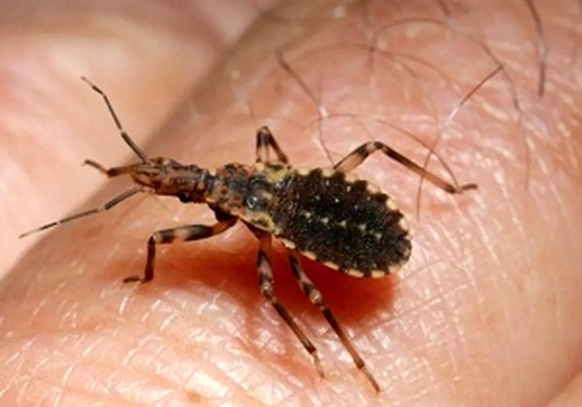 چطور بفهمیم در خانه ساس وجود دارد؟+روش‌های مقابله