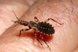 چطور بفهمیم در خانه ساس وجود دارد؟+روش‌های مقابله