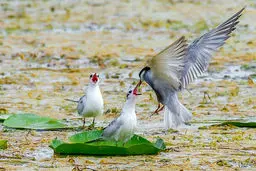 ثبت صحنه اي كم نظير در تالاب نيلوفرهاي آبي بابل + عكس