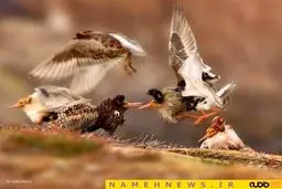 9 روایت تحسین شده از حیات وحش+تصاویر