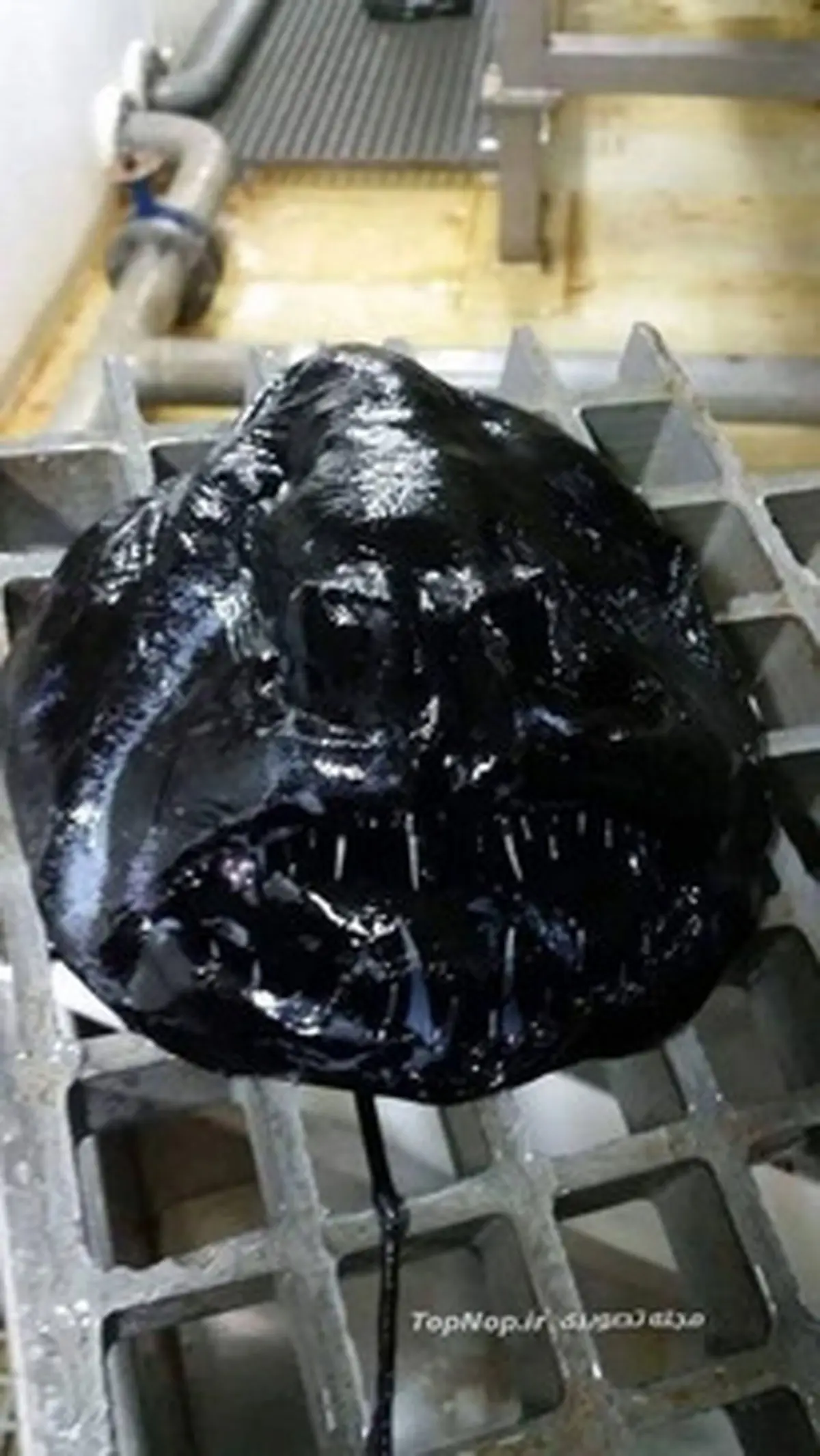 کشف یک ماهی عجیب الخلقه (عکس)