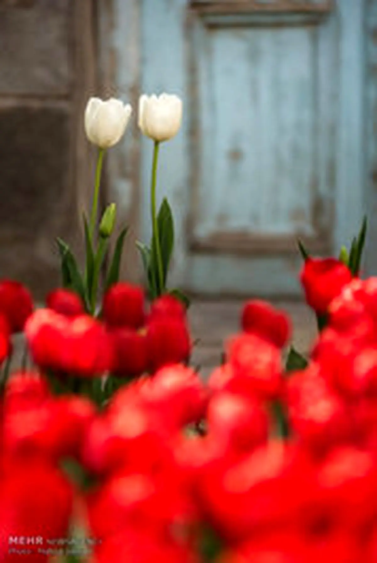 خانه ای به رنگ گل های لاله/تصاویر