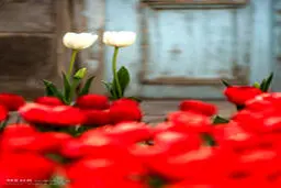 خانه ای به رنگ گل های لاله/تصاویر